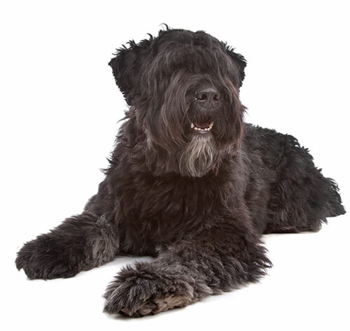 The bouvier des hot sale flandres